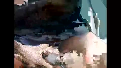 Snapshot of bbcbrazilianboy chatting on 09.28.25 bbcbrazilianboy online show from 09.28.25