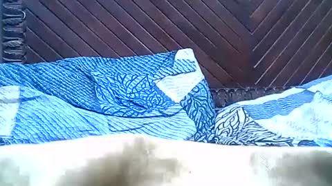 Snapshot of brilliant7 chatting on 12.28.24 Josh online show from 12.28.24