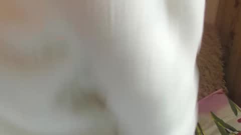 say meow and send tips  online show from 12.14.24