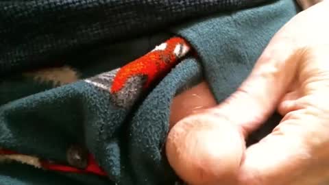 Snapshot of cutandwaxed2 chatting on 01.29.25 BI SMOOTH MATURE  SUB online show from 01.29.25