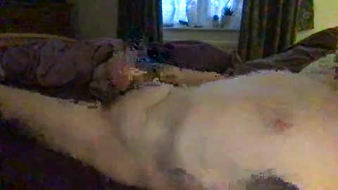 Snapshot of daddymoans4u chatting on 12.11.24 daddymoans4u online show from 12.11.24