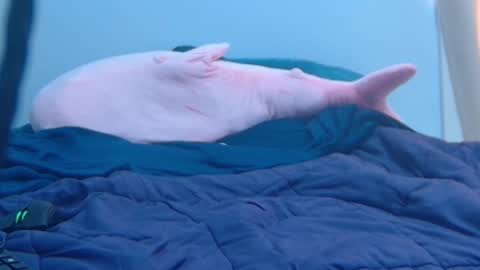 Snapshot of feralasf chatting on 02.27.25 FE fee online show from 02.27.25