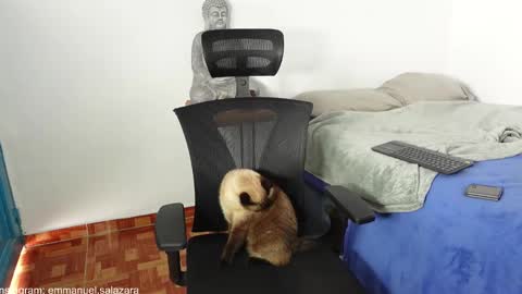 Snapshot of kite__ chatting on 12.23.24 kite__ online show from 12.23.24