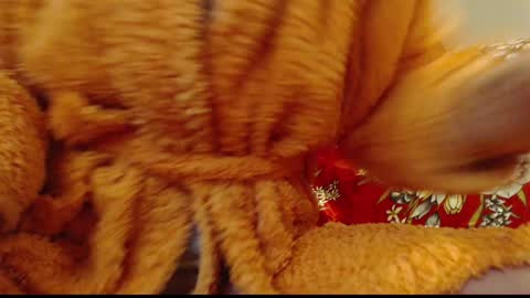 Snapshot of laralhotr chatting on 01.14.25 laralhotr online show from 01.14.25