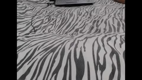 Snapshot of mollyandbra chatting on 12.03.24 Molly And Brad online show from 12.03.24