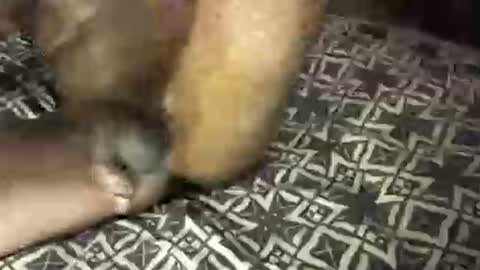 MrBigDiQ1 online show from 02.06.25