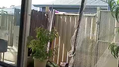 Snapshot of nekkminuttnekkminutt chatting on 12.03.24 NECK online show from 12.03.24