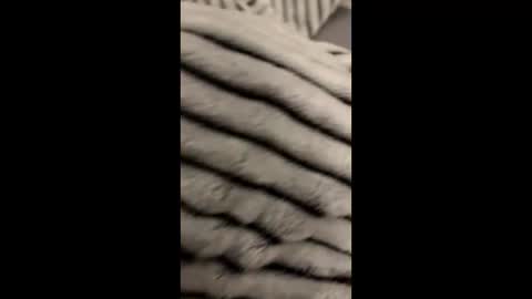 Snapshot of randyjohnson504 chatting on 11.09.25 randyjohnson504 online show from 11.09.25