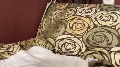 Snapshot of sebilone chatting on 12.29.24 Hennriette and Sebastian online show from 12.29.24