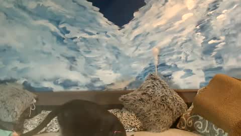 Snapshot of sexyeni chatting on 02.22.25 ENI pvt moan your name WHEN I M NOT online you tell me in SNAPCHAT deal yes add me... FREE TWITTER magiconline101...... online show from 02.22.25