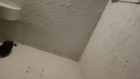 Snapshot of talenjames chatting on 03.11.25 Talen James online show from 03.11.25