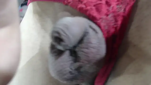 Snapshot of emma_onassis_17 chatting on 01.01.25 emma onassis 17 online show from 01.01.25