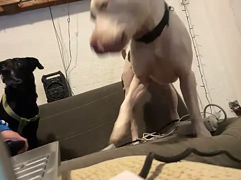 Snapshot of EnricoGio chatting on 12.17.24 EnricoGio online show from 12.17.24