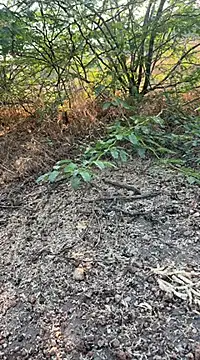 Snapshot of tamil000000 chatting on 03.10.25 tamil000000 online show from 03.10.25