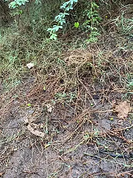 Snapshot of tamil000000 chatting on 03.13.25 tamil000000 online show from 03.13.25