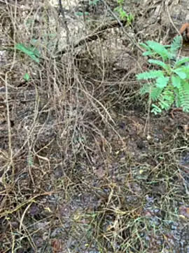 Snapshot of tamil000000 chatting on 03.14.25 tamil000000 online show from 03.14.25