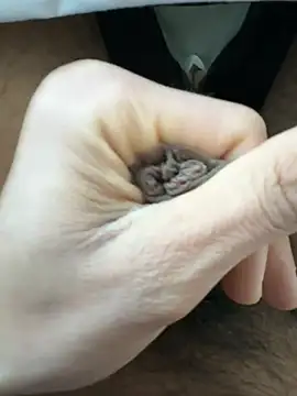 Snapshot of raju120011 chatting on 02.26.25 raju120011 online show from 02.26.25