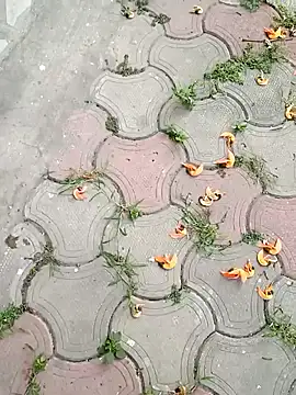 Snapshot of Raj41 chatting on 03.02.25 Raj41 online show from 03.02.25