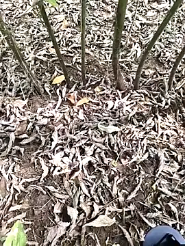 Snapshot of JAZZYS8 chatting on 10.01.25 JAZZYS8 online show from 10.01.25