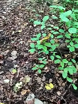 Snapshot of BigLakii@xh chatting on 10.08.25 BigLakiixh online show from 10.08.25