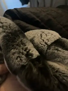 Snapshot of Furdale chatting on 01.02.25 Furdale online show from 01.02.25