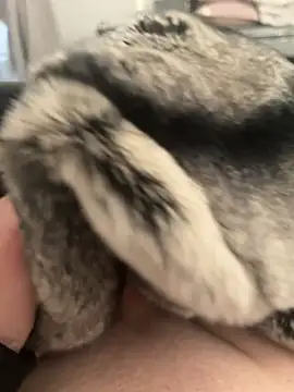 Snapshot of Furdale chatting on 02.24.25 Furdale online show from 02.24.25