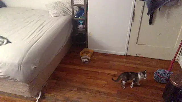 Snapshot of BIG-CkD_F chatting on 09.08.25 BIG-CkD F online show from 09.08.25